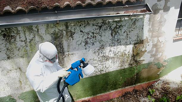 Top rated local Mold Testing specialists in National Park, NJ